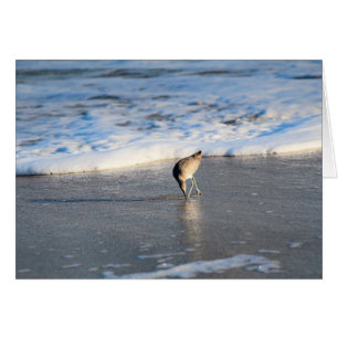 Willet's Interesting Find