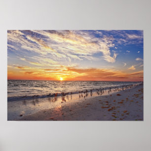 Willets on a Florida Beach at Sunset Poster
