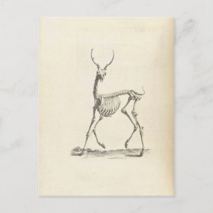 William Cheselden Deer Skeleton Postcard