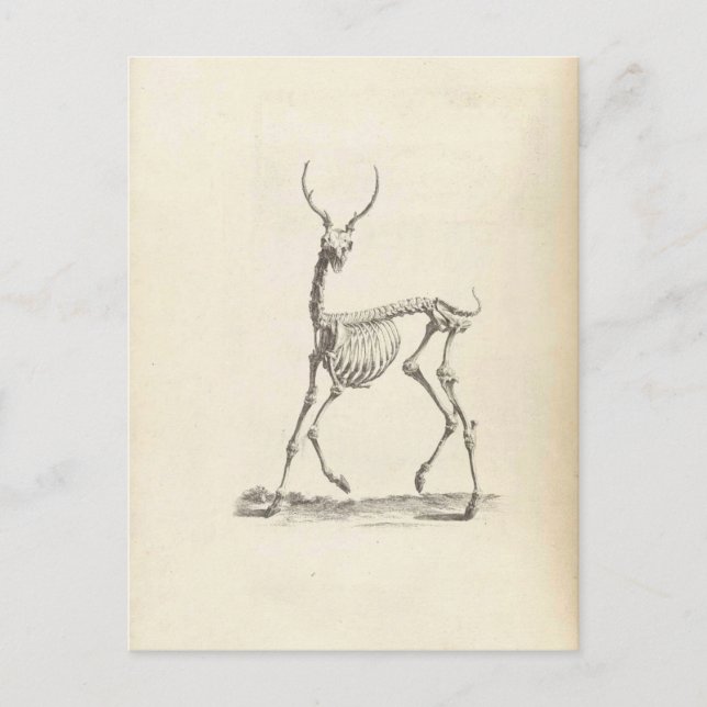William Cheselden Deer Skeleton Postcard (Front)