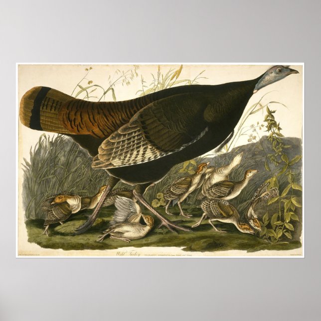 William Lizars Wild Turkey  Poster (Front)