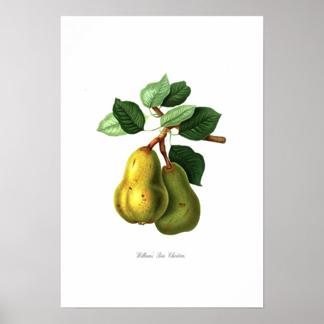 Williams Bon Chretien pear Poster (Front)