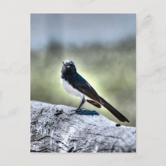 WILLIE WAGTAIL AUSTRALIA WITH ART EFFECTS POSTCARD (Front)