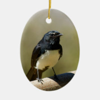 Willie Wagtail