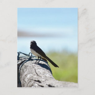 WILLIE WAGTAIL RURAL QUEENSLAND AUSTRALIA POSTCARD