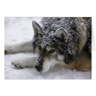 Willie wolf
