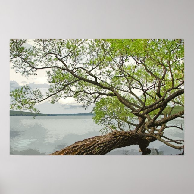 Willow at the Lake Poster (Front)