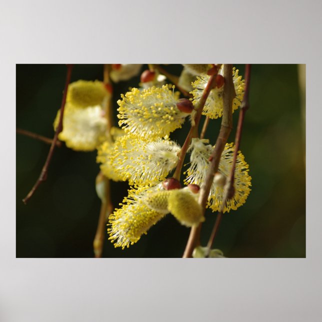 Willow Buds Poster (Front)