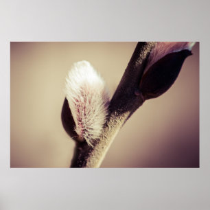 Willow buds - Thrust Of New Life Poster