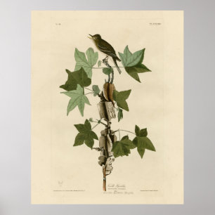 Willow Flycatcher - Audubon's Birds of America Poster