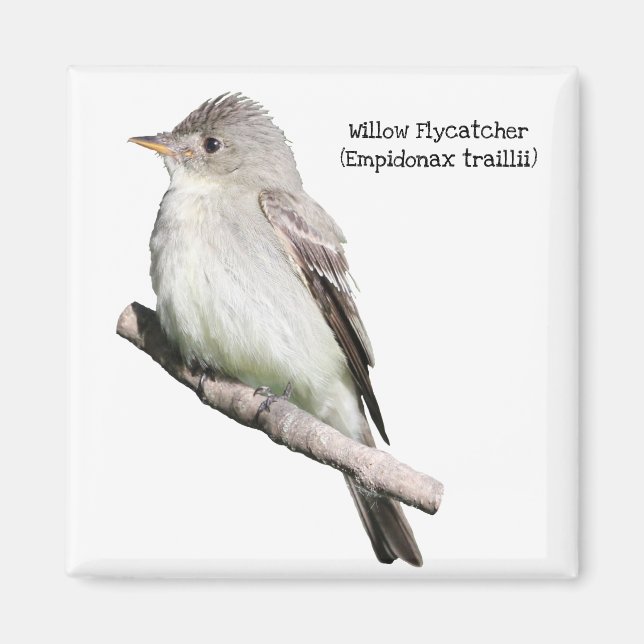 Willow Flycatcher Magnet (Front)