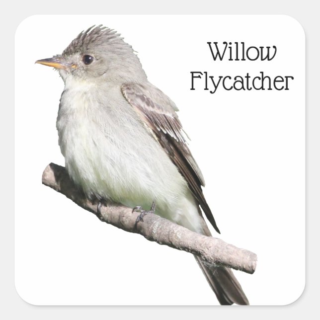 Willow Flycatcher Square Sticker (Front)