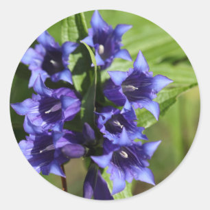 Willow gentian (Gentiana asclepiadea) Classic Round Sticker