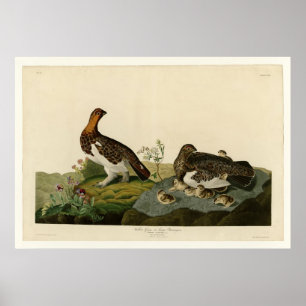 Willow Grouse or Large Ptarmigan Poster