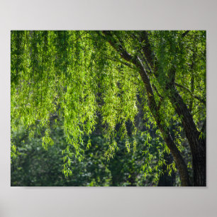 Willow Tree Green Nature Poster