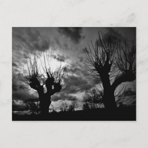 Willows in black and white postcard