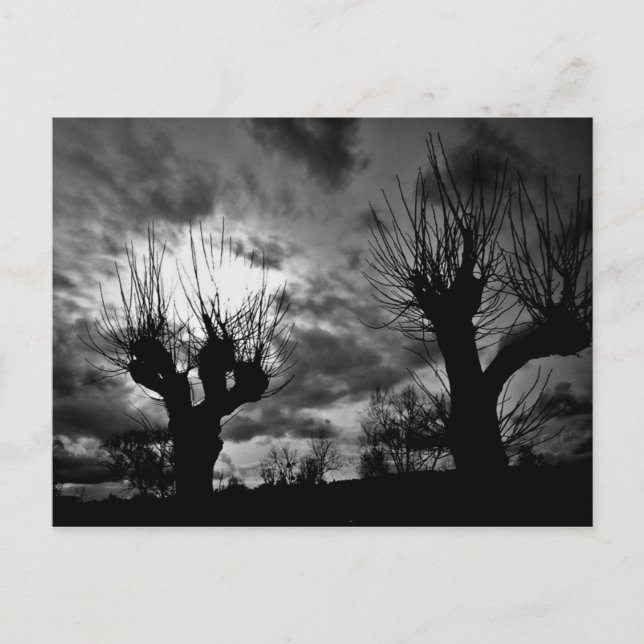 Willows in black and white postcard (Front)