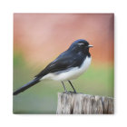 Willy Wagtail - Australian Bird Art