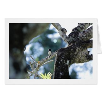 Willy Wagtail in Tree Card