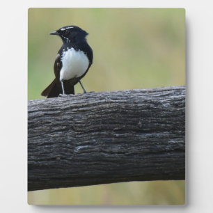 WILLY WAGTAIL RURAL QUEENSLAND AUSTRALIA PLAQUE