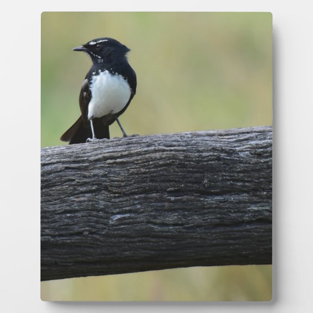 WILLY WAGTAIL RURAL QUEENSLAND AUSTRALIA PLAQUE (Front)