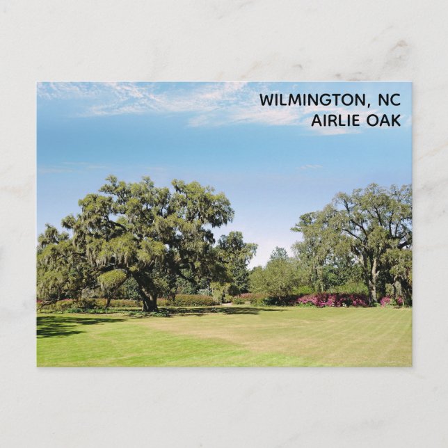 Wilmington North Carolina Airlie Oak Tree Postcard (Front)