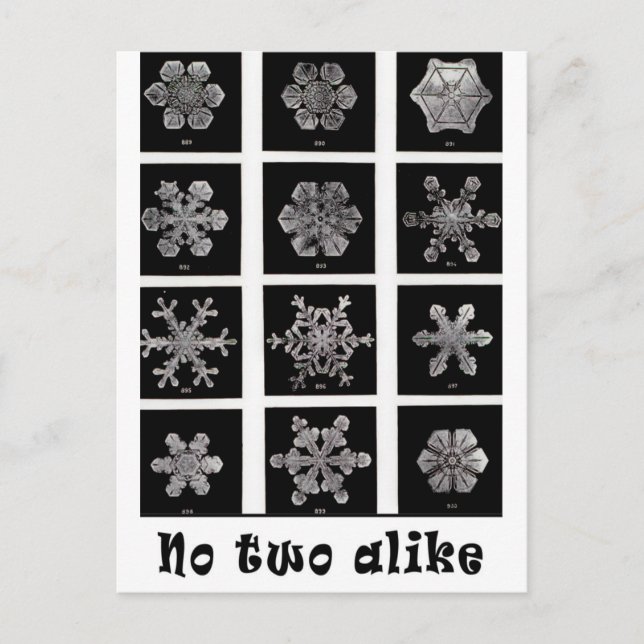 Wilson Bentley's Snowflakes, 1902 Postcard (Front)