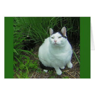 WiLSoN & UFO Sighting