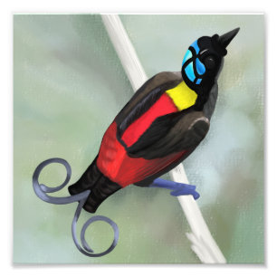 Wilson's Bird of Paradise Wild Life Nature Print