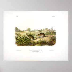 Wilson's Meadow Mouse (Meadow Vole) by Audubon Poster
