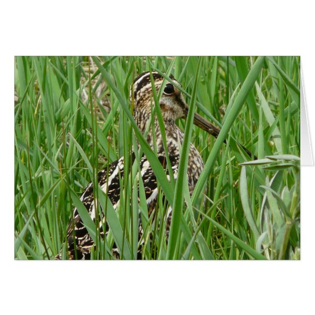 Wilson's Snipe (Front Horizontal)