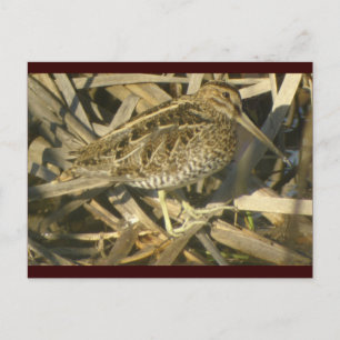 Wilson's Snipe  Postcard