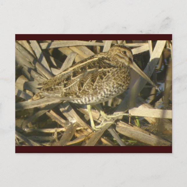 Wilson's Snipe  Postcard (Front)