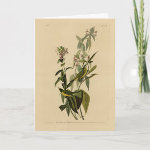 Wilson's Warbler from Audubon's Birds of America Card