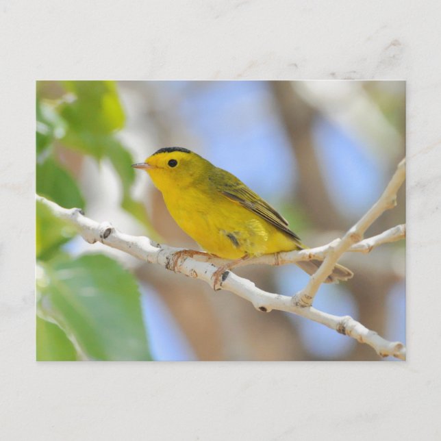 Wilson's Warbler Photo Postcard (Front)