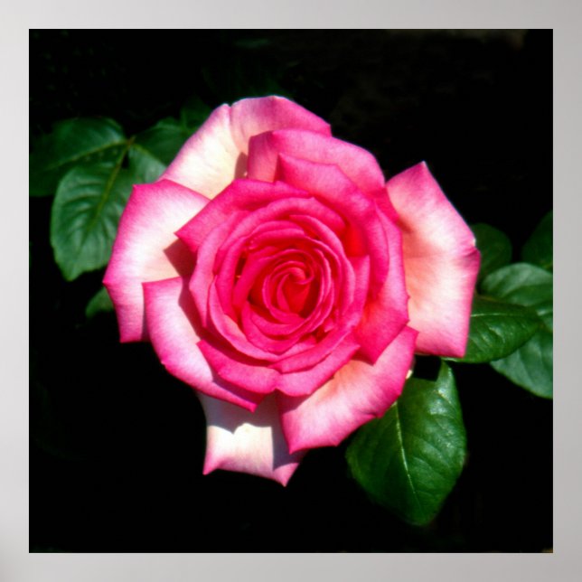 WIMI hybrid tea rose Poster (Front)