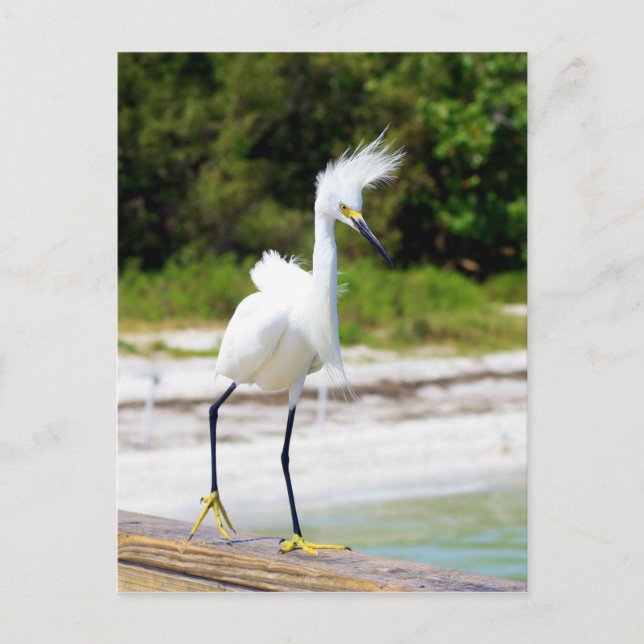 Wind blown Snowy Egret Postcard (Front)