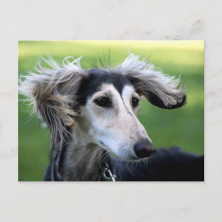 Wind dog postcard