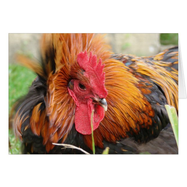 Wind Gust (Front Horizontal)