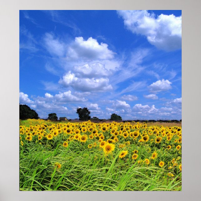 Wind Swept, Sunflowers (PRINT) Poster (Front)
