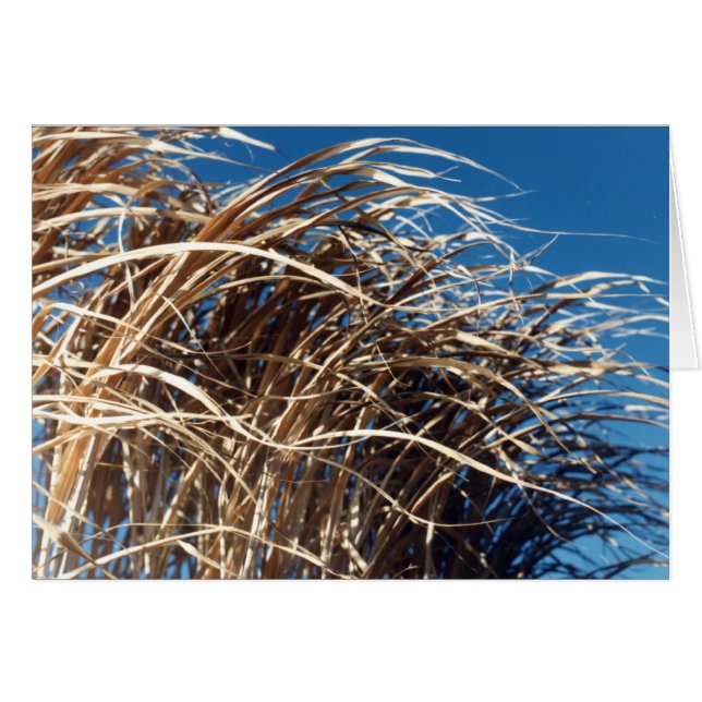 Windblown Grass (Front Horizontal)