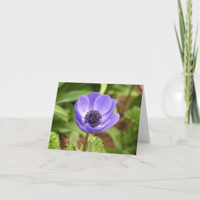Windflower (Anemone coronaria) card (Front)