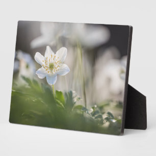 Windflower Nature Photo Plaque