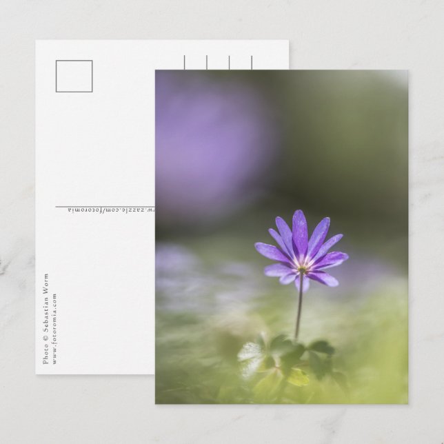 Windflower Nature Photo Postcard (Front/Back)