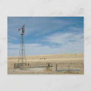 Windmill and cattle under western Kansas Skies Postcard