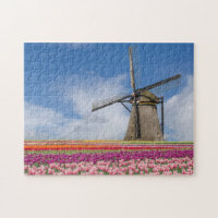 Windmill And Colourful Tulips Amsterdam Netherland