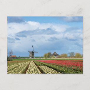 Windmill and tulips landscape postcard