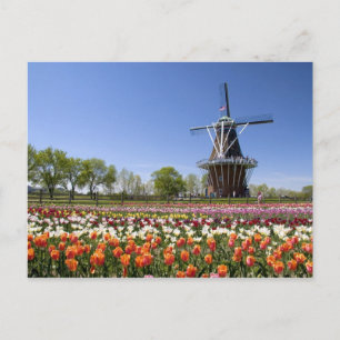 Windmill Island park with tulips in bloom at Postcard