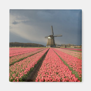 Windmill with pink tulips in spring magnet