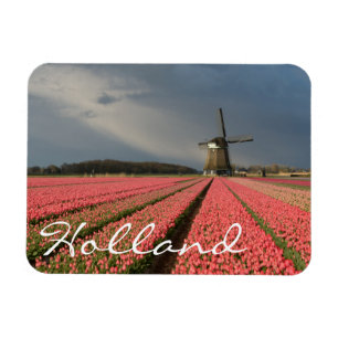 Windmill with pink tulips in spring magnet